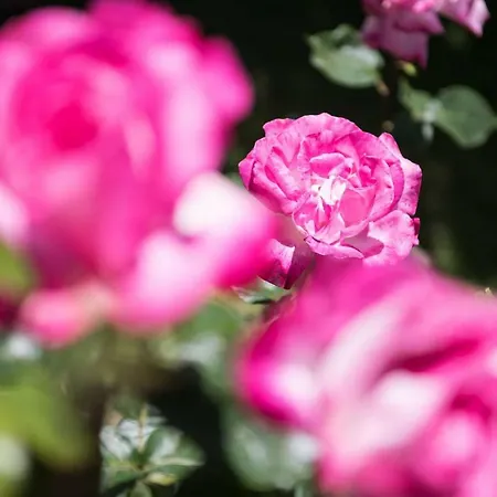 Dimitreli Eleni * Koinira