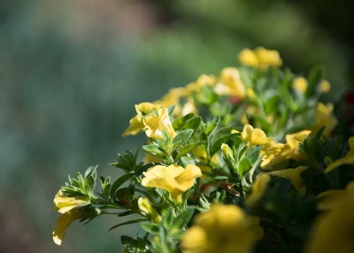 Dimitreli Eleni * Koinira