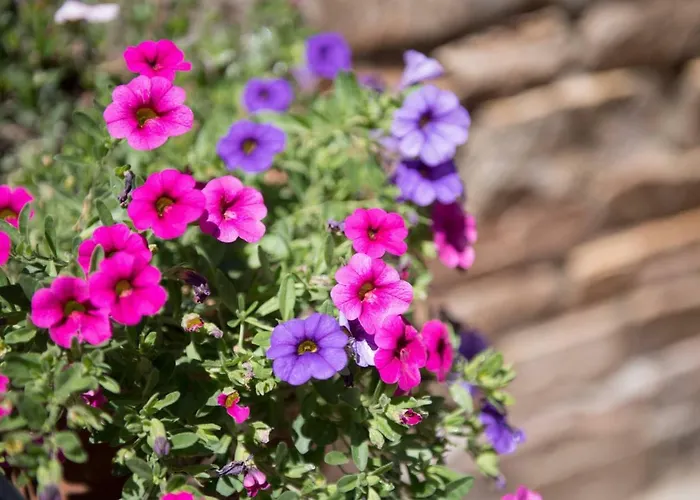 Dimitreli Eleni Daire *